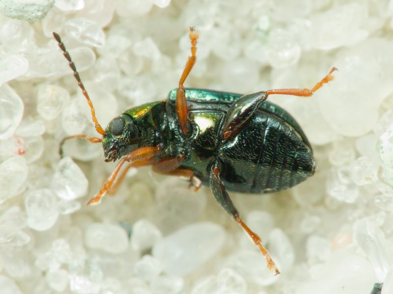 Crepidodera aurata (Marsham, 1802)